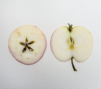 Sariola æble